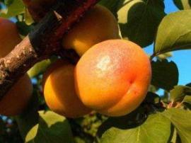Apricot (абрикос), Feel Life, 10 мл. LOW - 8 мг.