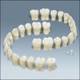 5-кратно увеличенные модели зубов